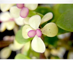 Объектив-линза Lieqi 6x Макро линза Цвет: Чёрный (LQ-006) - фото 20405