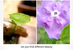 Объектив-линза Lieqi 6x Макро линза Цвет: Чёрный (LQ-006) - фото 20406